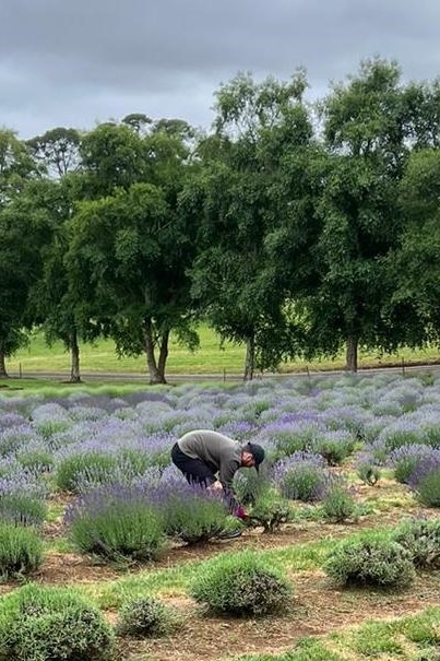 Year 3 and 4 Dojo Redemption: Lavender Farm